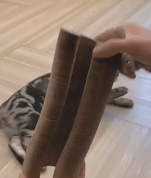 Eliavo Kattenscratcher™ | Krabben en Spelen voor Elke Kat