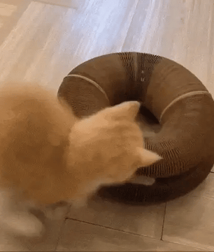 Eliavo Kattenscratcher™ | Krabben en Spelen voor Elke Kat