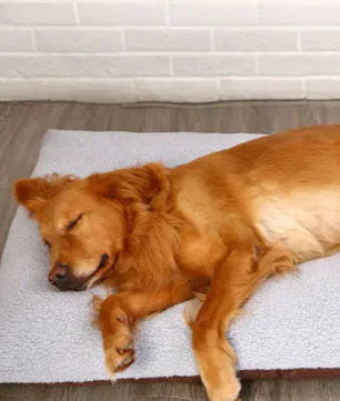 Eliavo CloudRest™ – Pluche Rustbed voor Kat & Hond