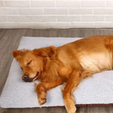 Eliavo CloudRest™ – Pluche Rustbed voor Kat & Hond